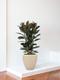 Ficus Elastica Abidjan
