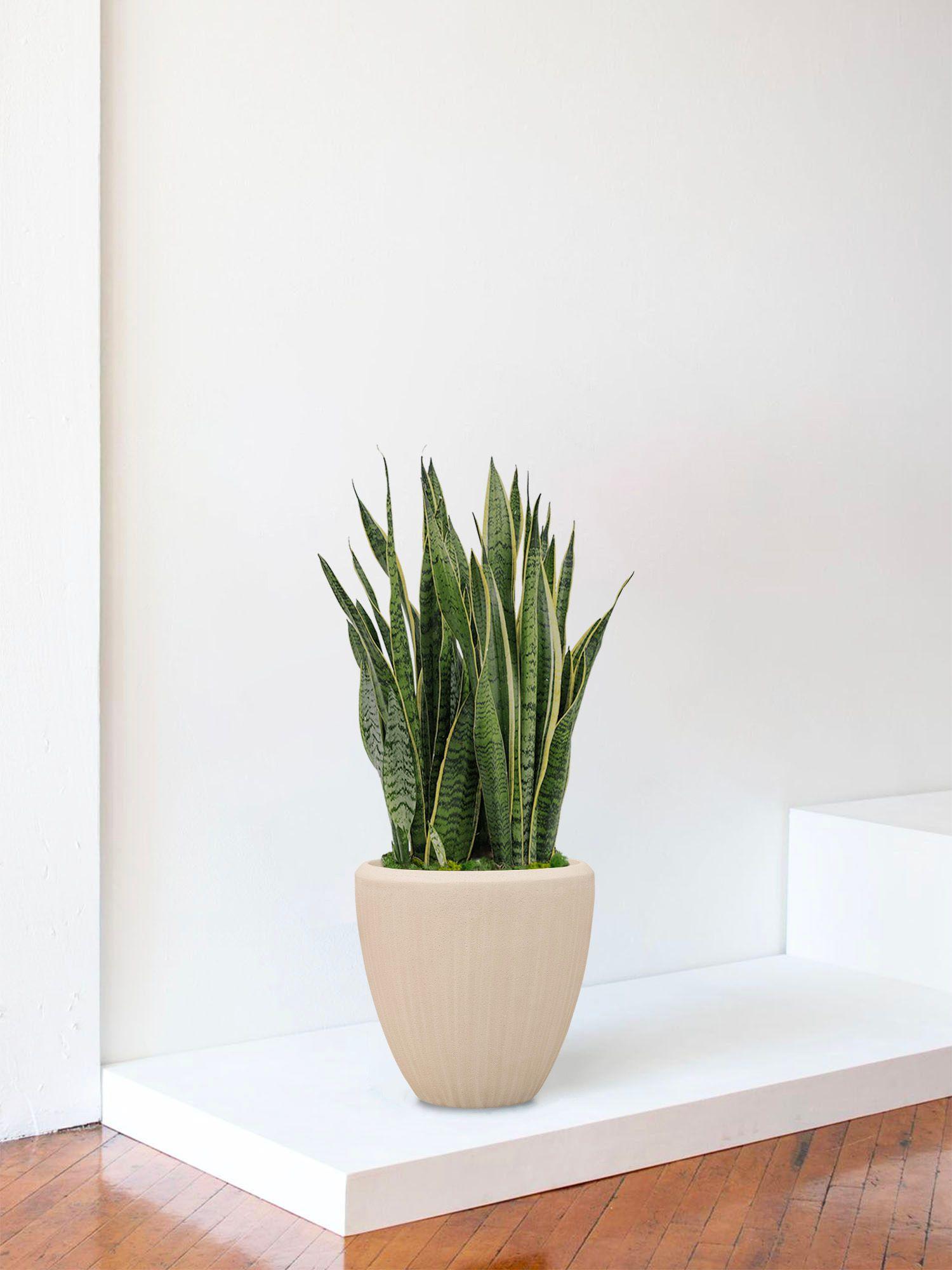 Sansevieria Laurentii - Le 30 - Maia calcaire 