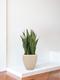 Sansevieria Laurentii