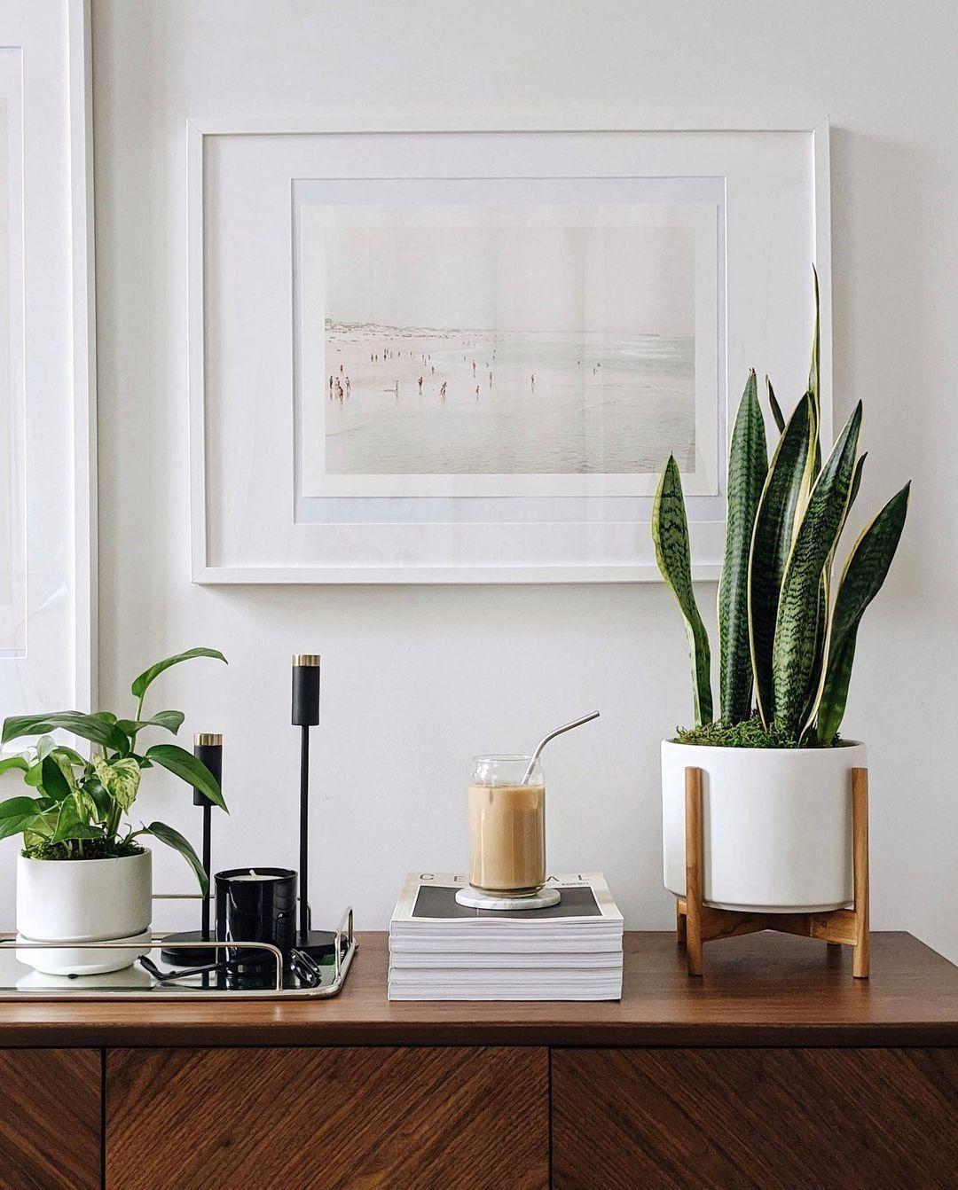 Jade Pothos