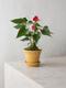 Anthurium - King of Hearts