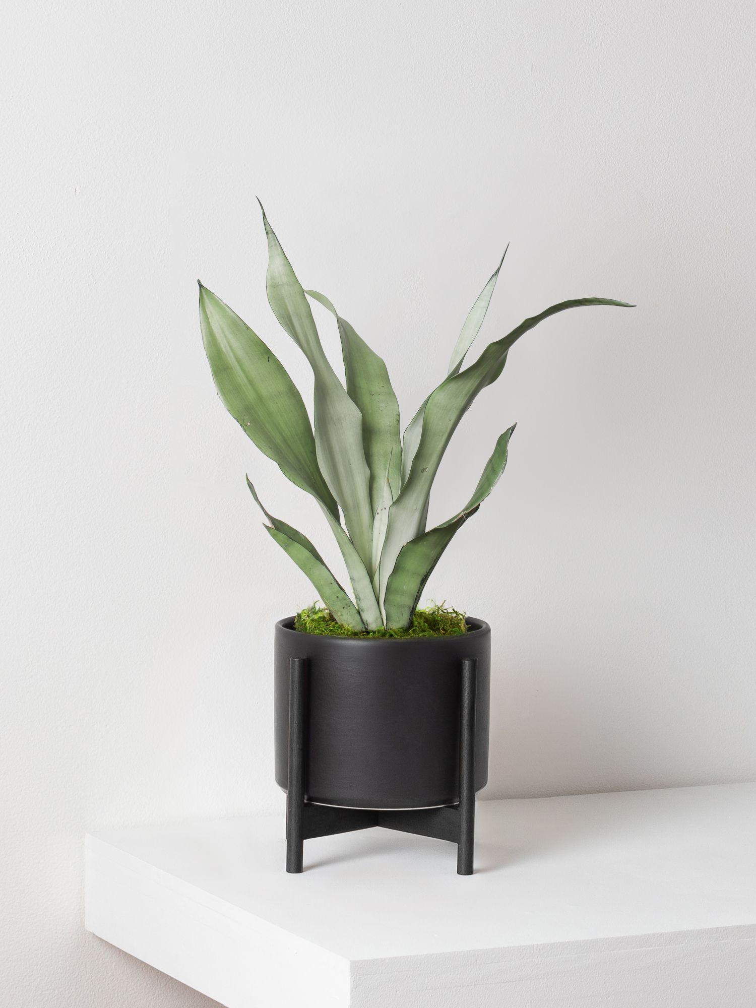 Moonshine Snake Plant