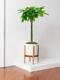Braided Money Tree