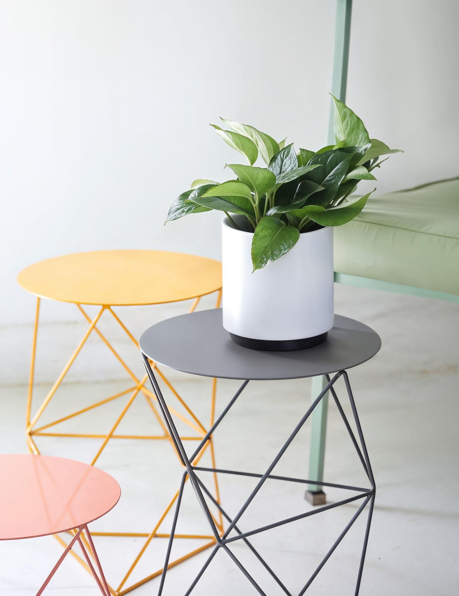 Jade Pothos