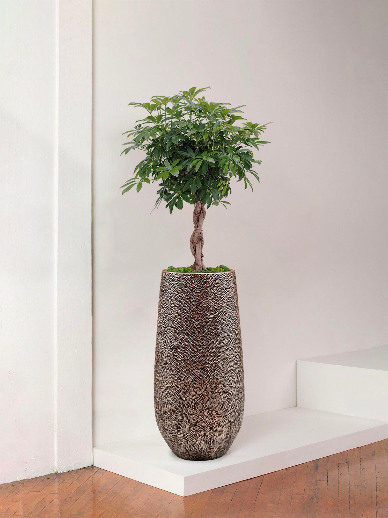 Arbre Schefflera
