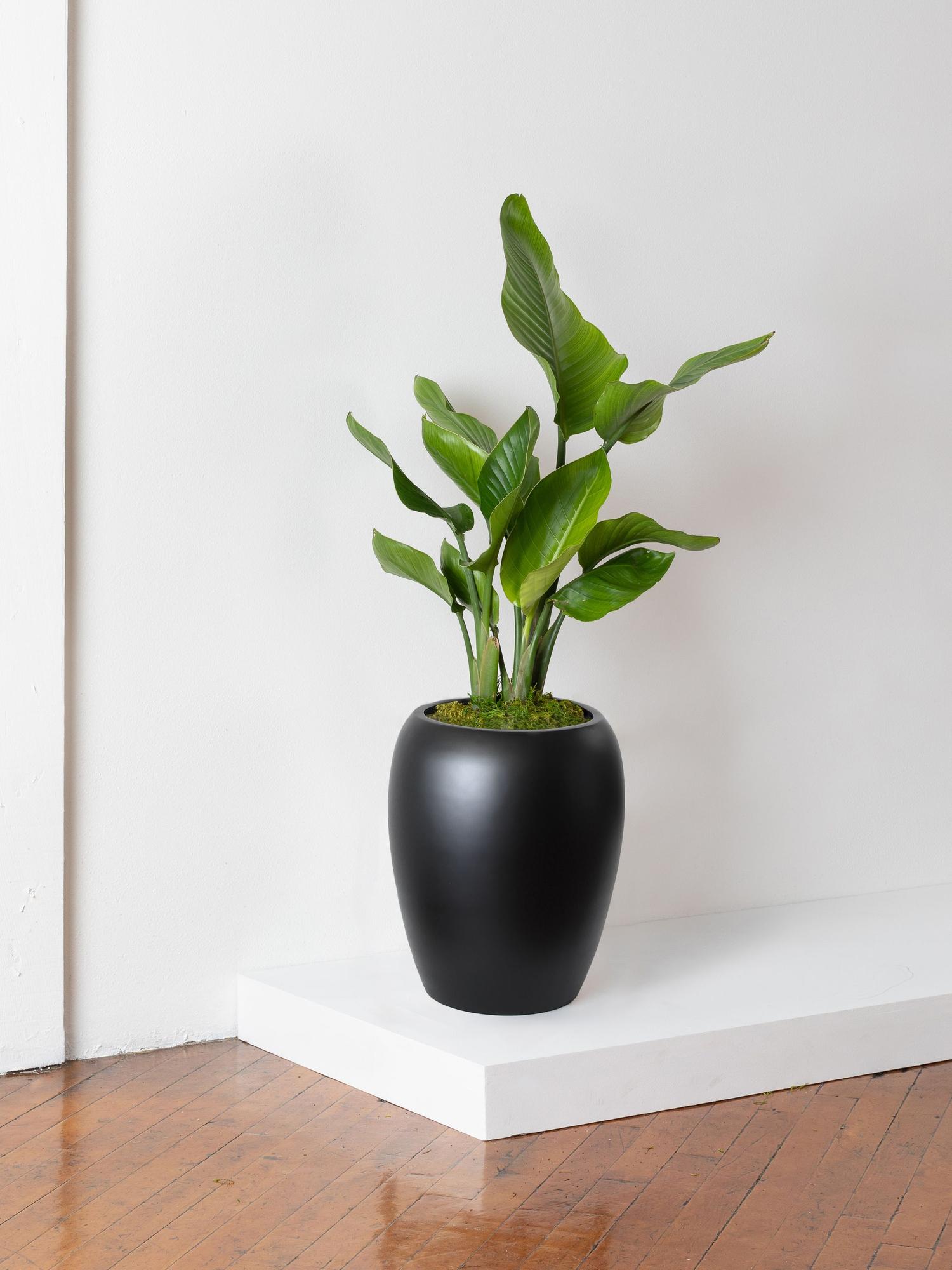 Bird of Paradise - Black Calix Pot 