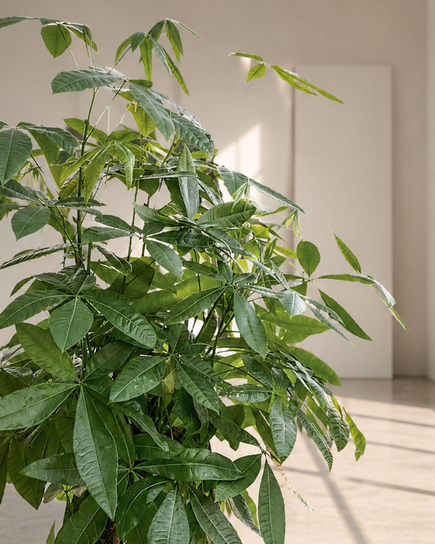 Braided Money Tree