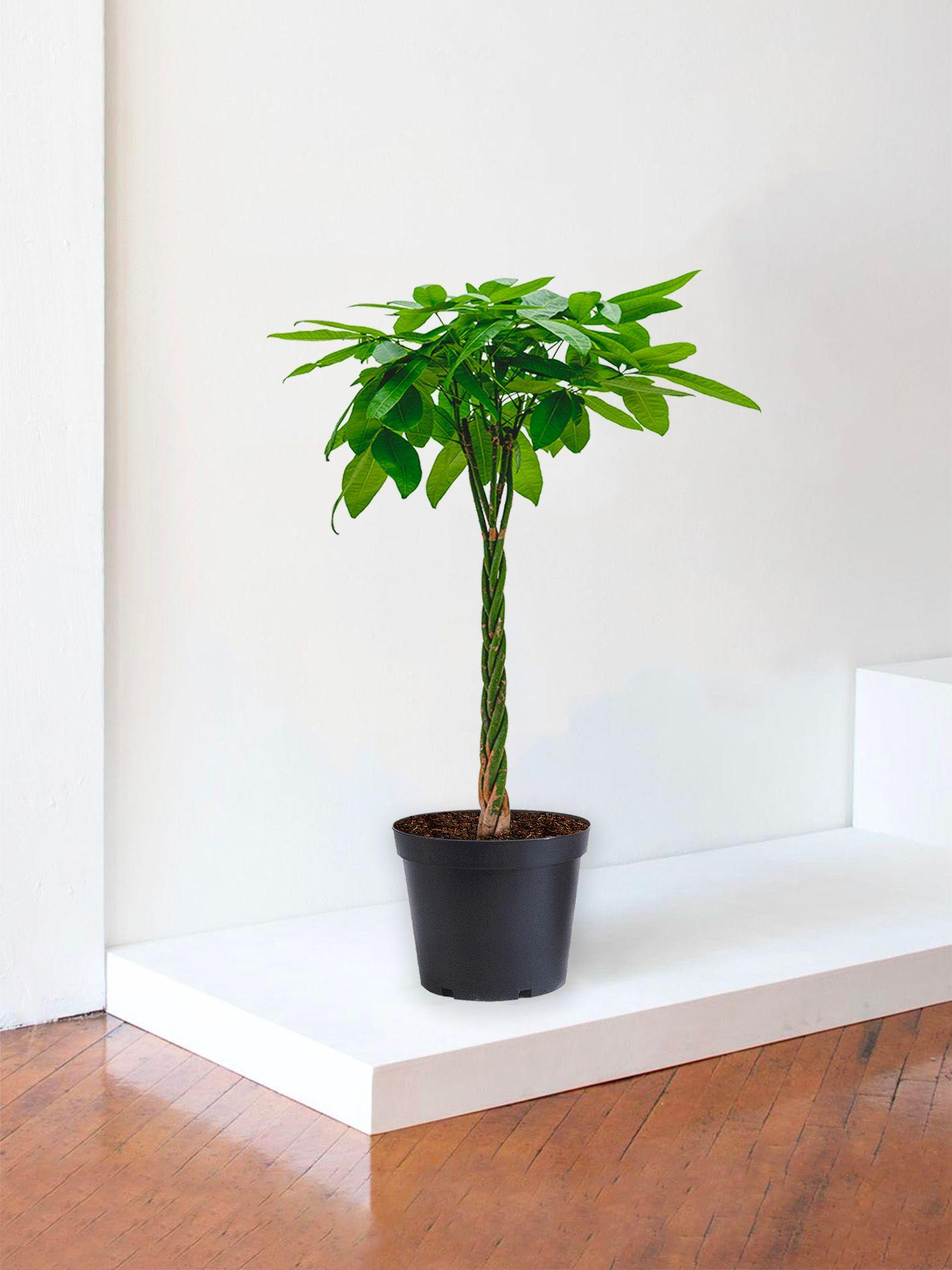 Pachira Aquatica