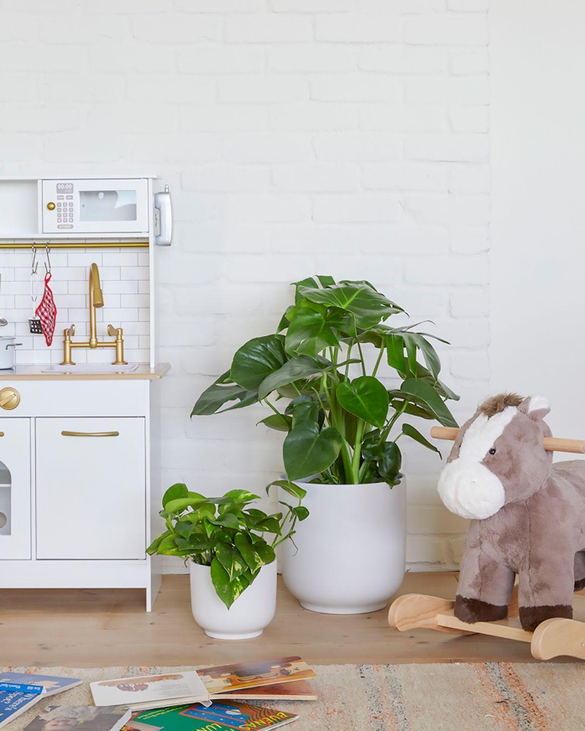 Cascading Pothos