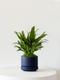 Tiger Evergreen