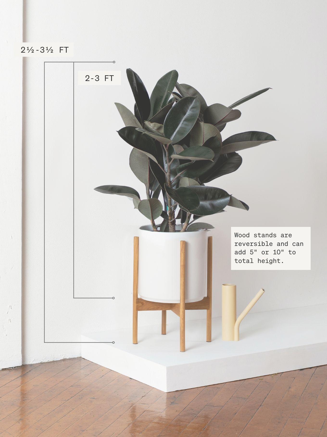 Rubber Tree