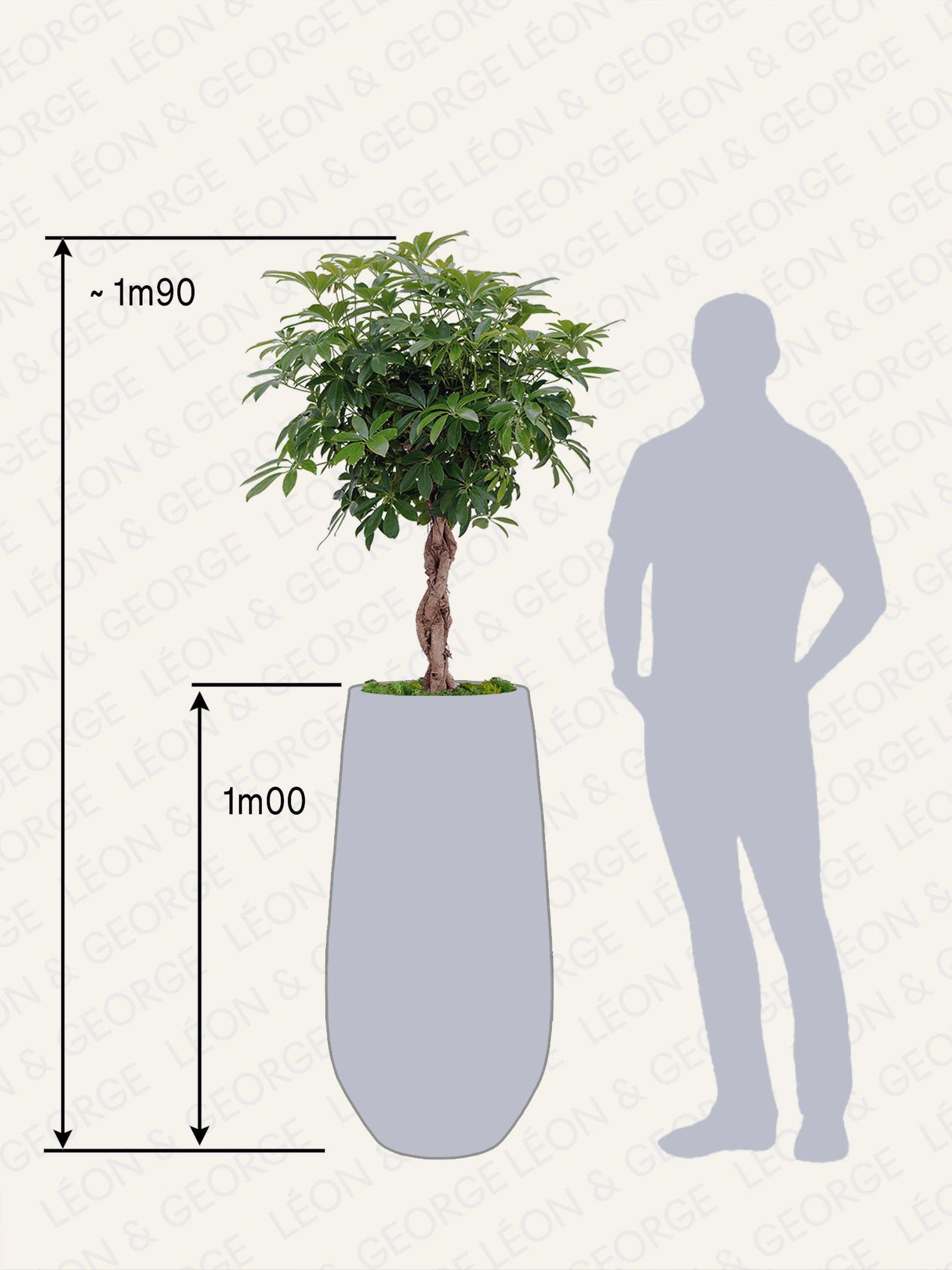 Arbre Schefflera