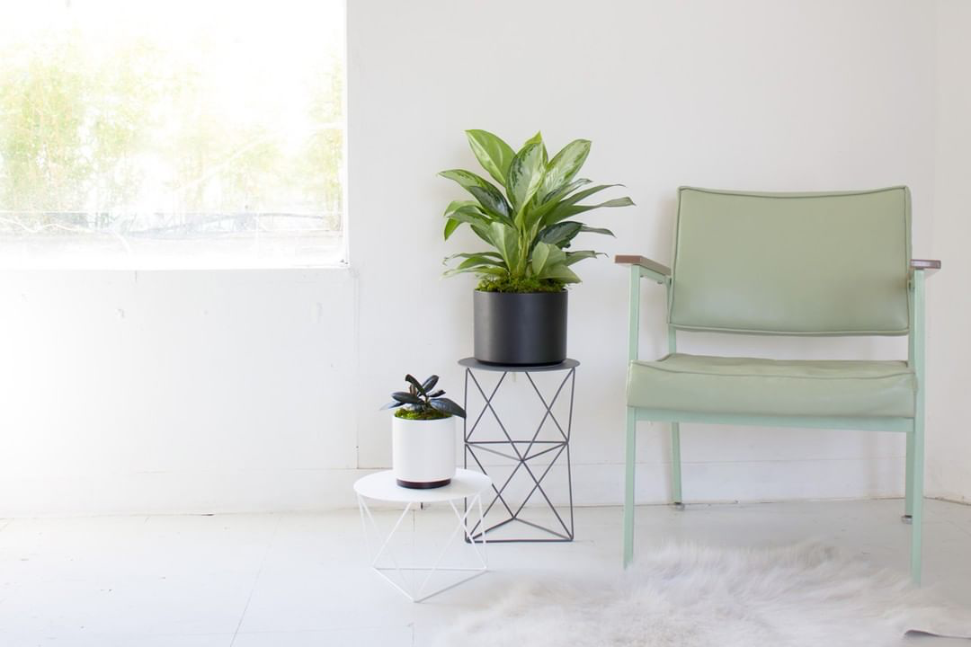 Silver Evergreen