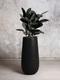 Rubber Tree