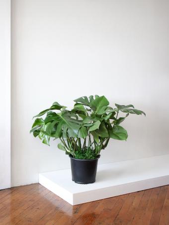 indoor plants picture