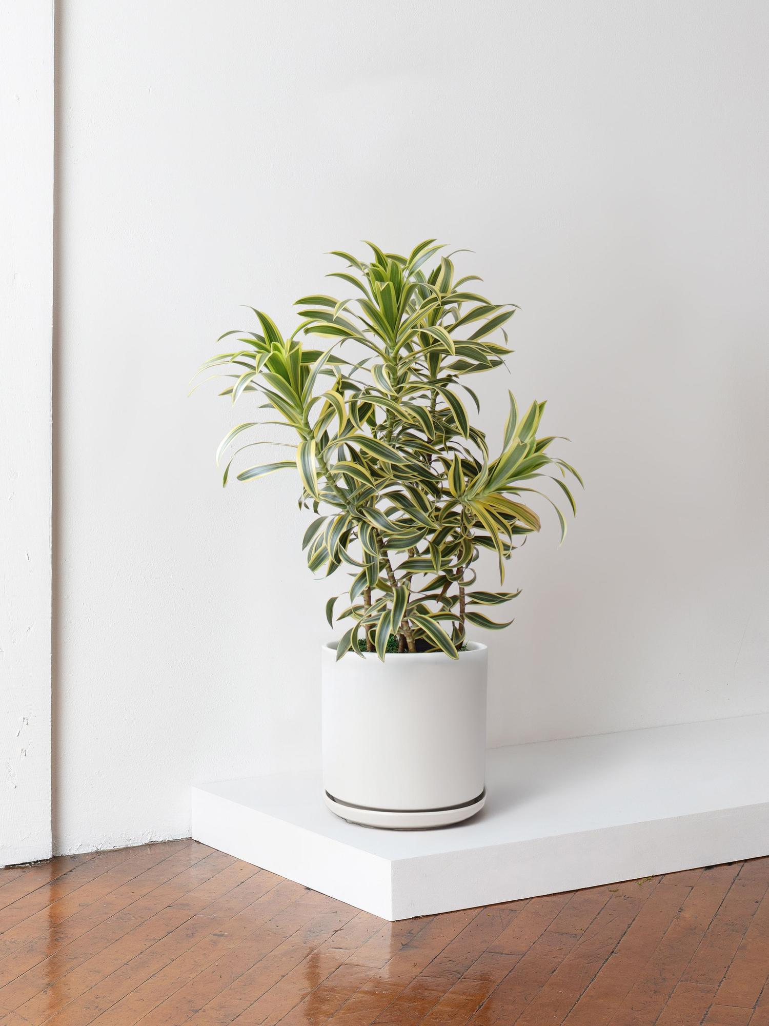 Dracaena Song of India