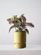 Ruby Rubber Plant