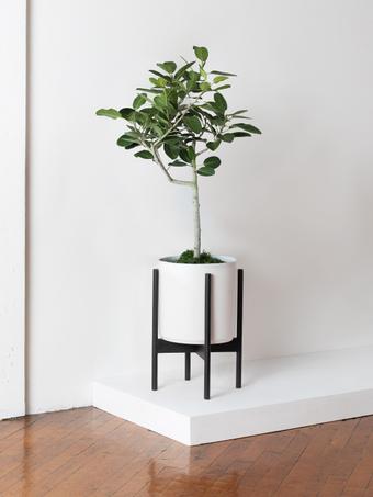 indoor plants picture