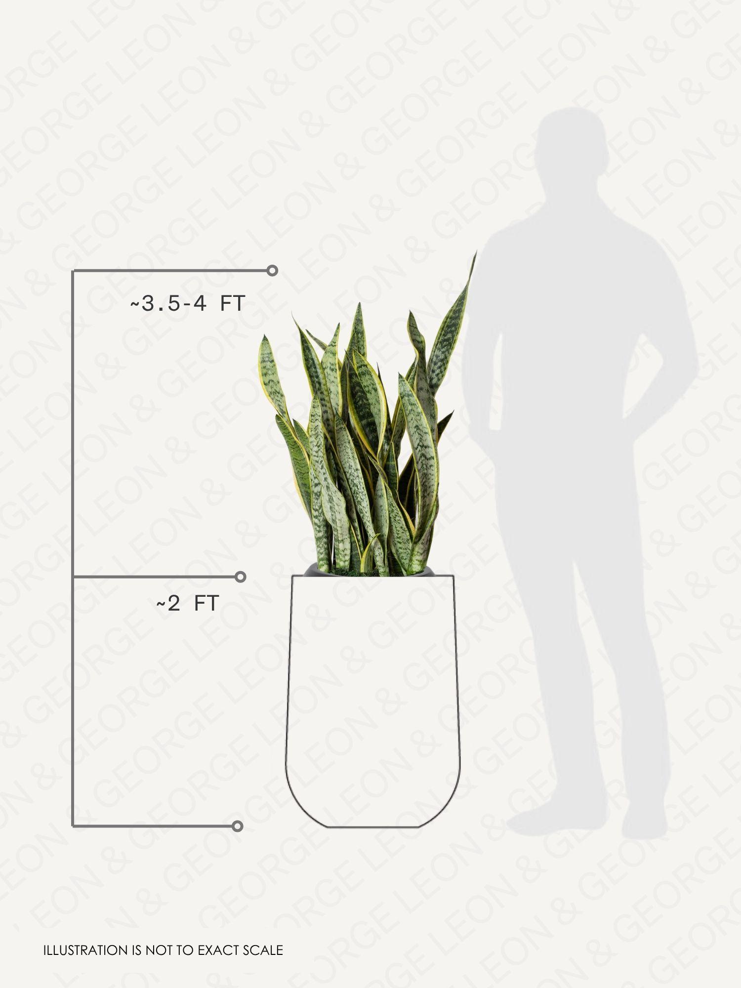 Snake Plant Laurentii