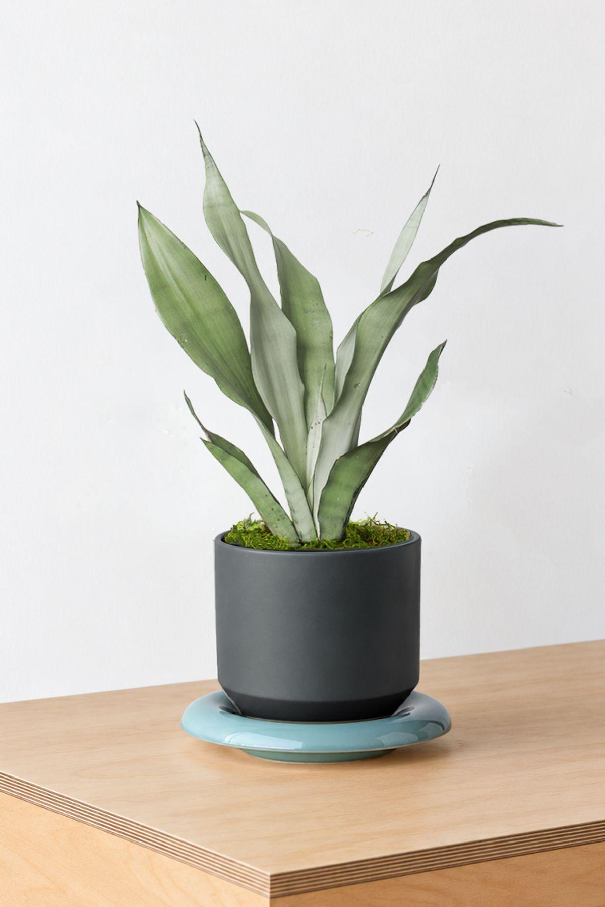 Moonshine Snake Plant