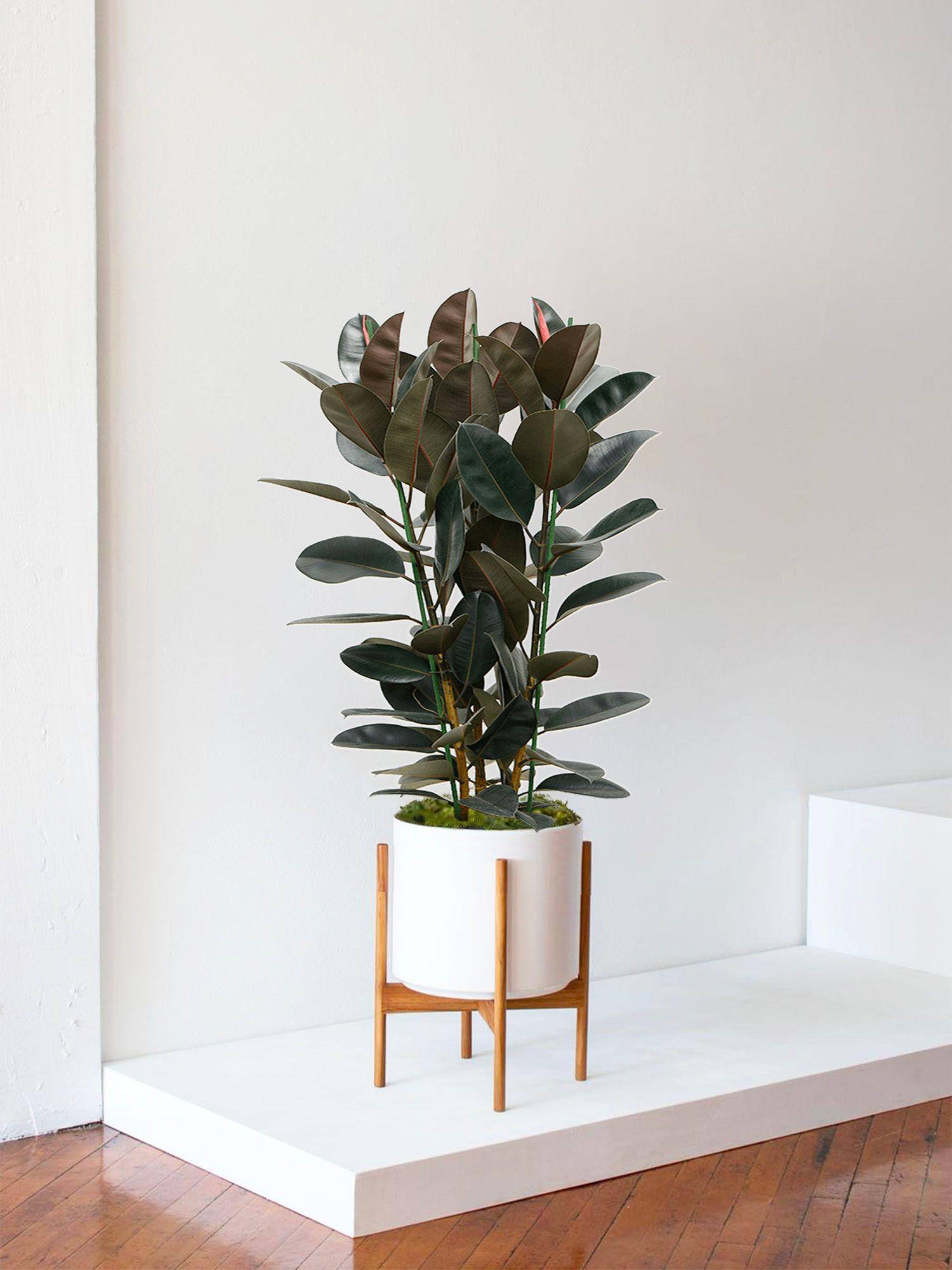 Ficus Elastica Abidjan