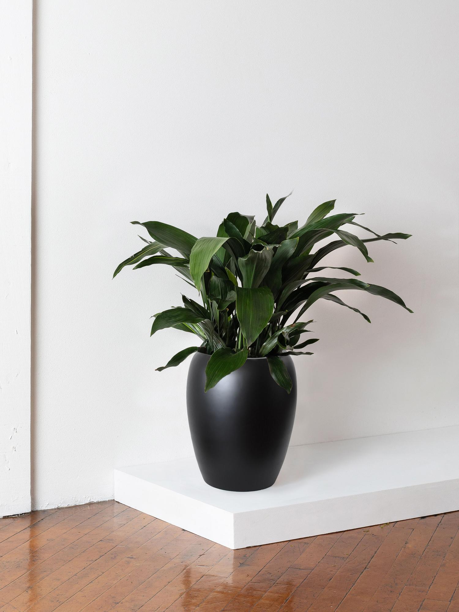 Cast Iron Plant