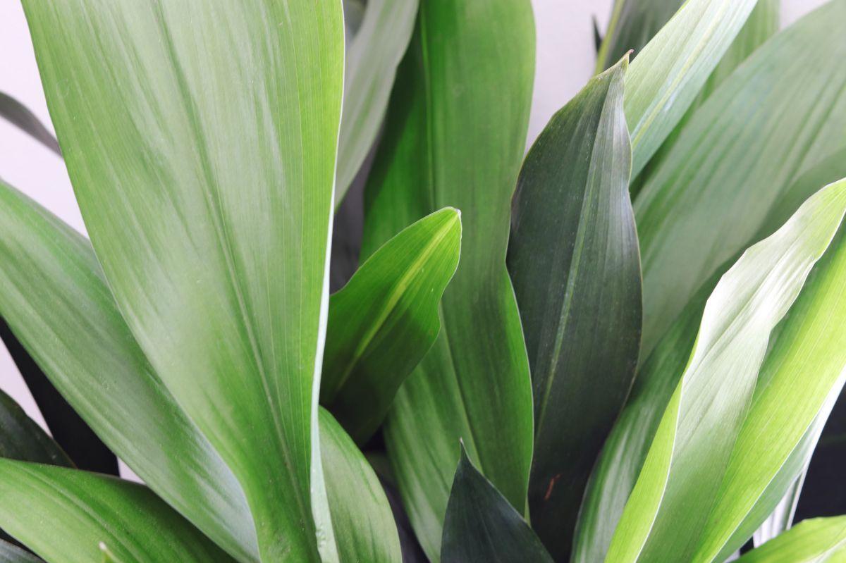 Cast Iron Plant