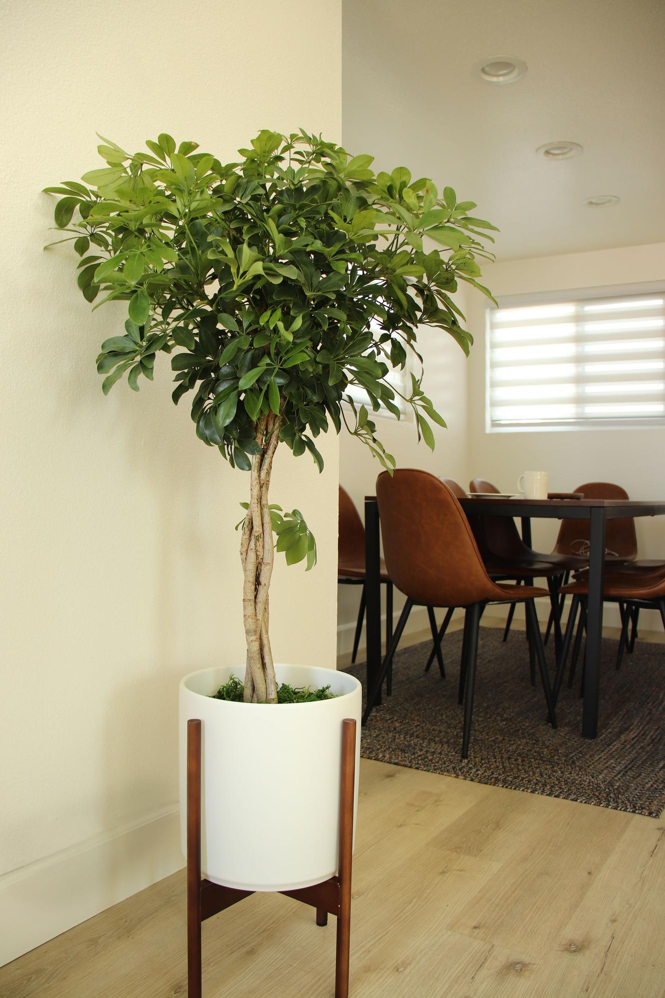 Braided Schefflera Tree - Nouvelle