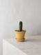 Mexican Fence Post Cactus