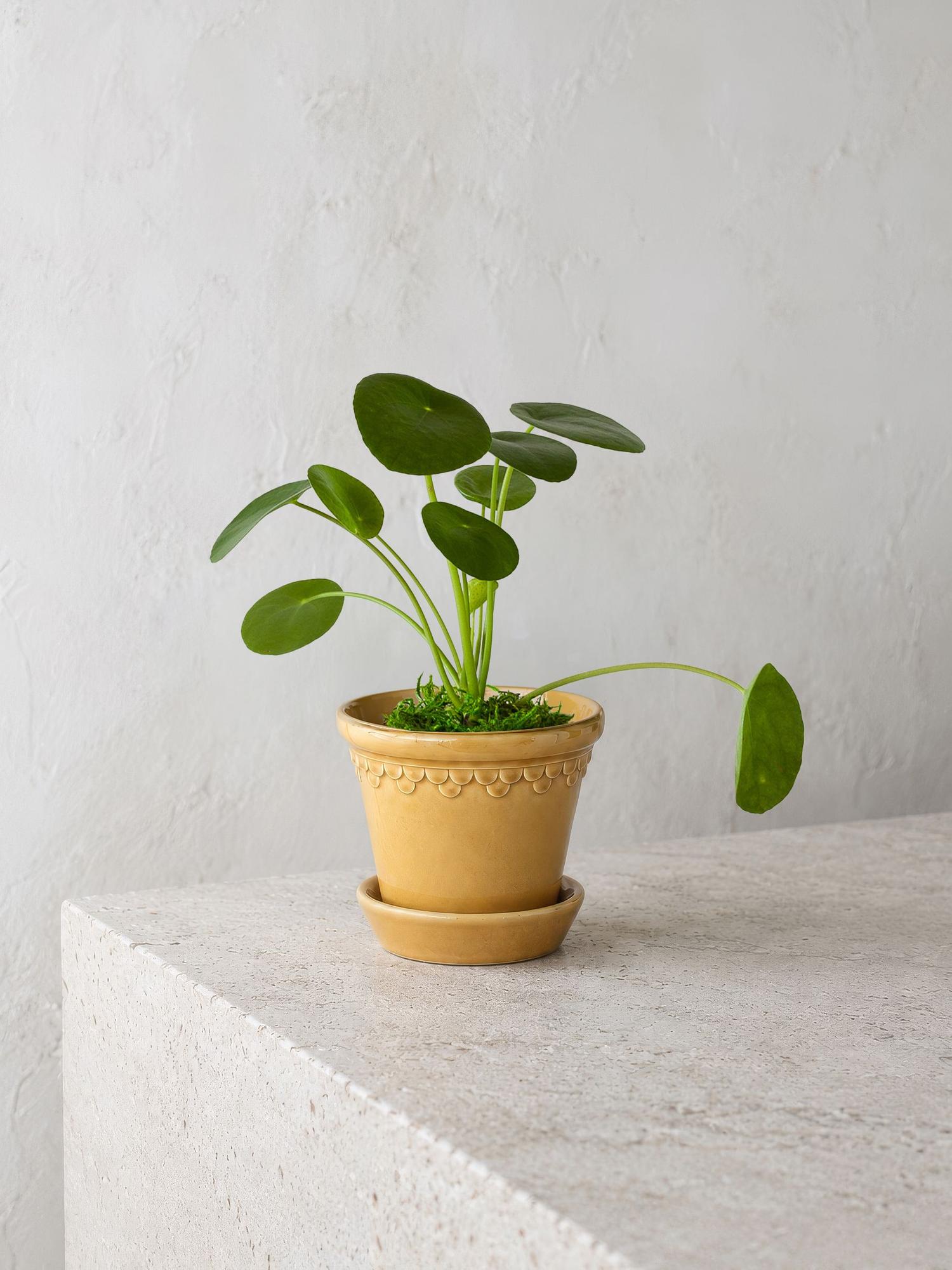 Pilea Peperomioides