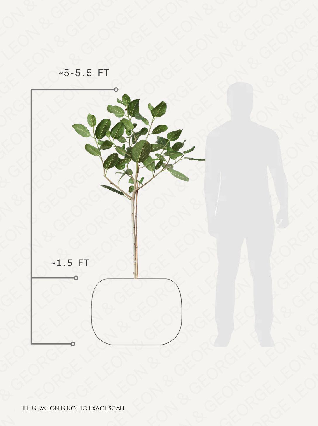 Ficus Audrey
