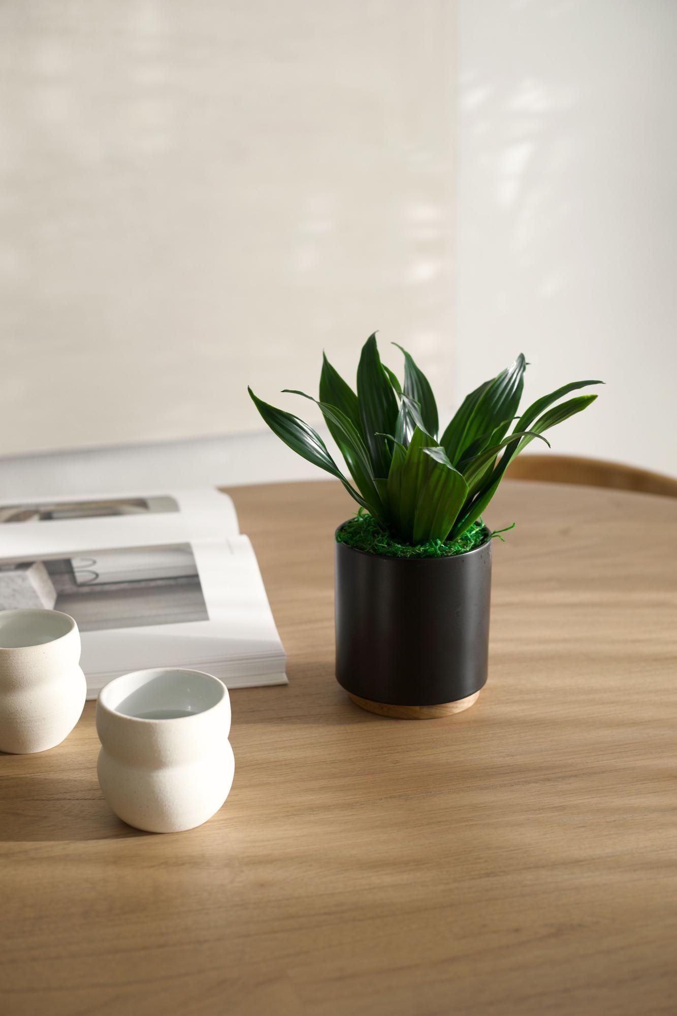 Dracaena Compacta