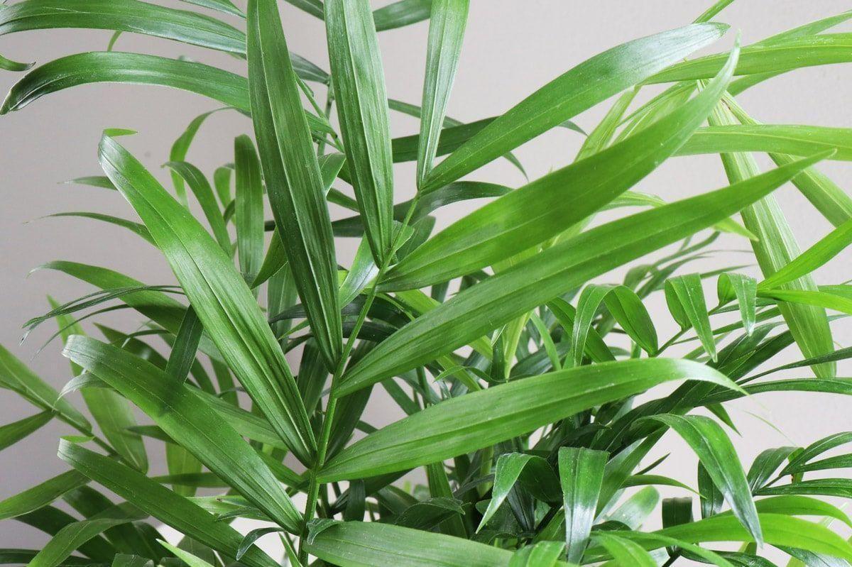 Parlor Palm