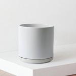 Ficus Audrey - White Foundation Ceramic 