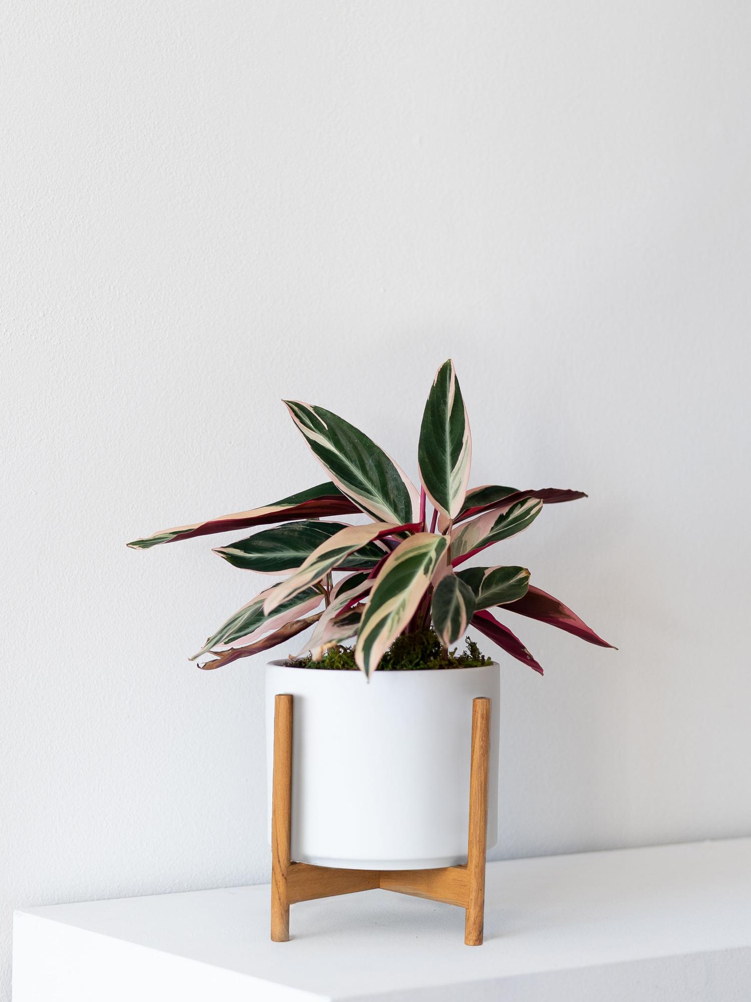 Magenta Triostar - White Mid-Century Ceramic + Light Wood Stand 