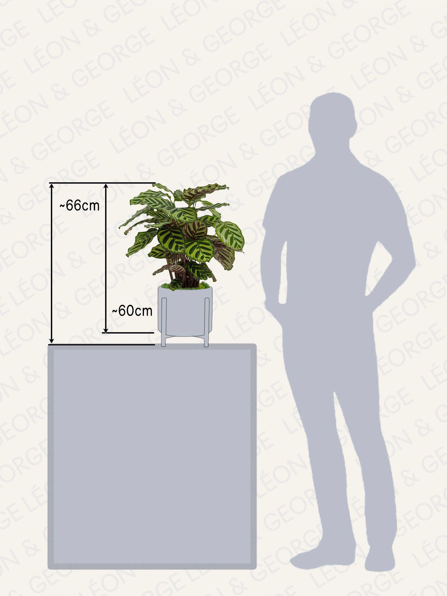 Calathea Paon de Vitória