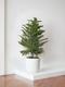 Norfolk Island Pine
