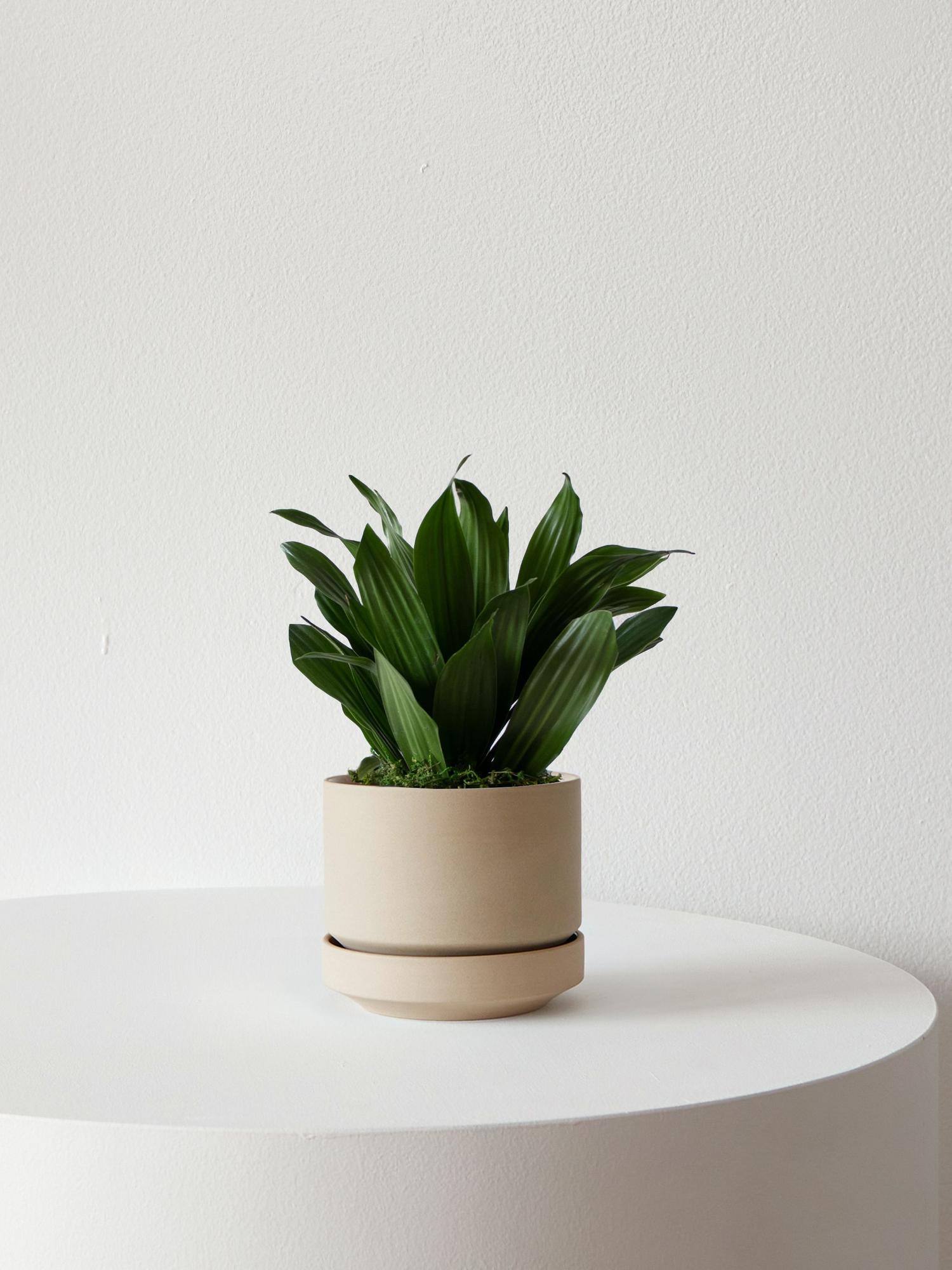 Dracaena Compacta