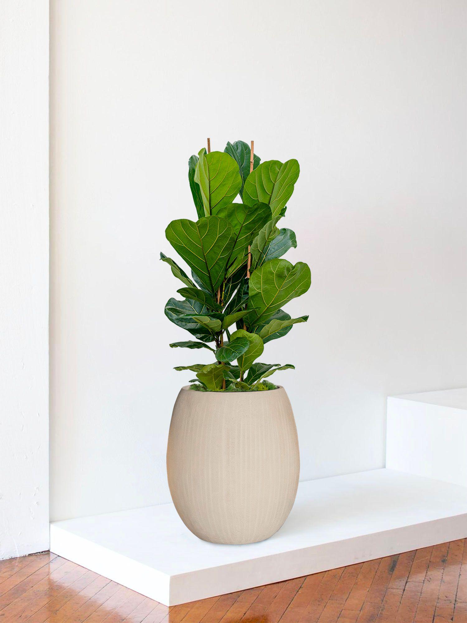 Ficus Lyrata Buisson - Le 30 Signature - Numa calcaire 