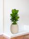 Fiddle Leaf Fig Bush 