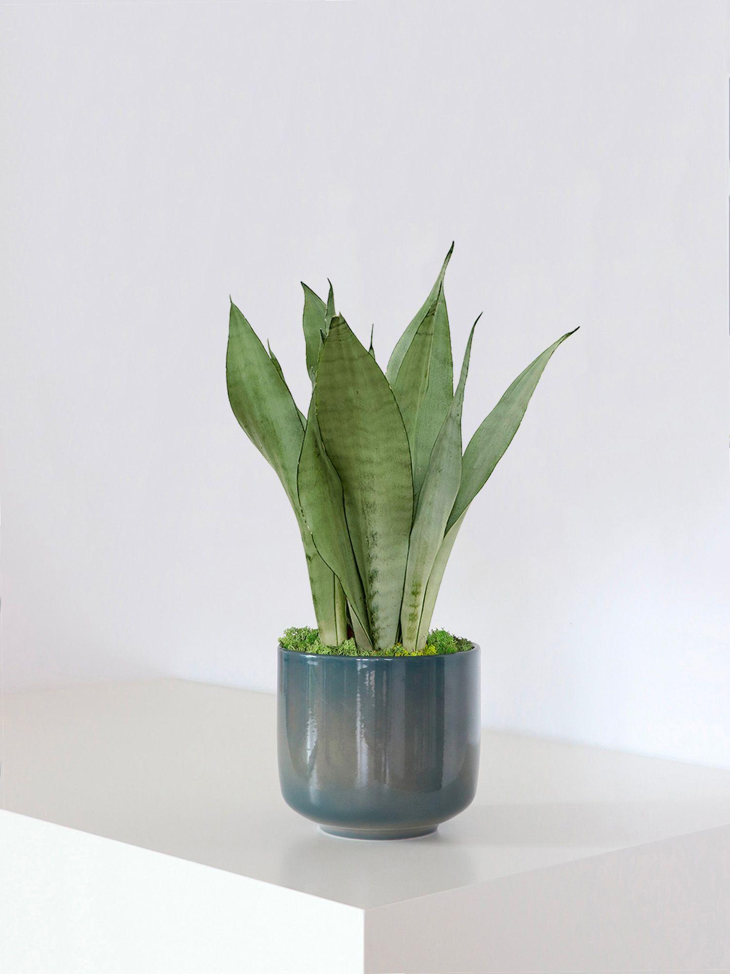 Sansevieria Moonshine - Le 19 - Curvy bleu de paon 