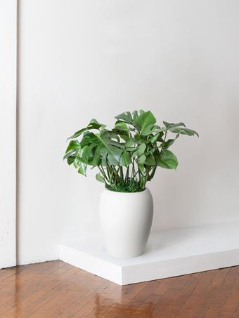 indoor plants picture
