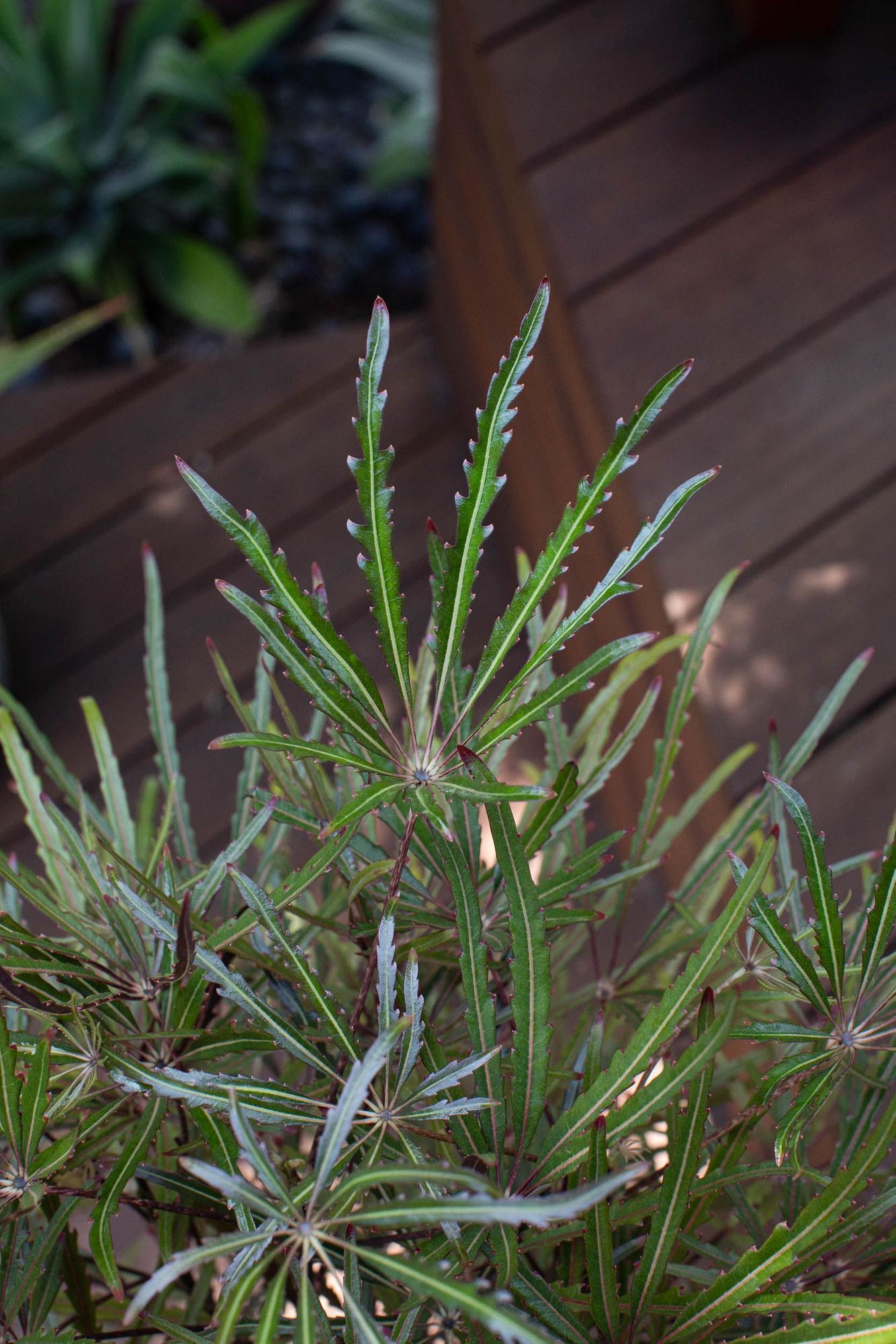 False Aralia