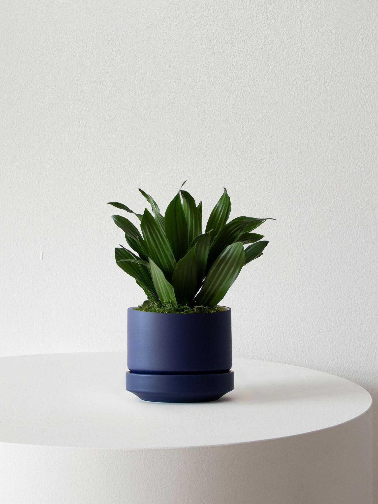 Dracaena Compacta