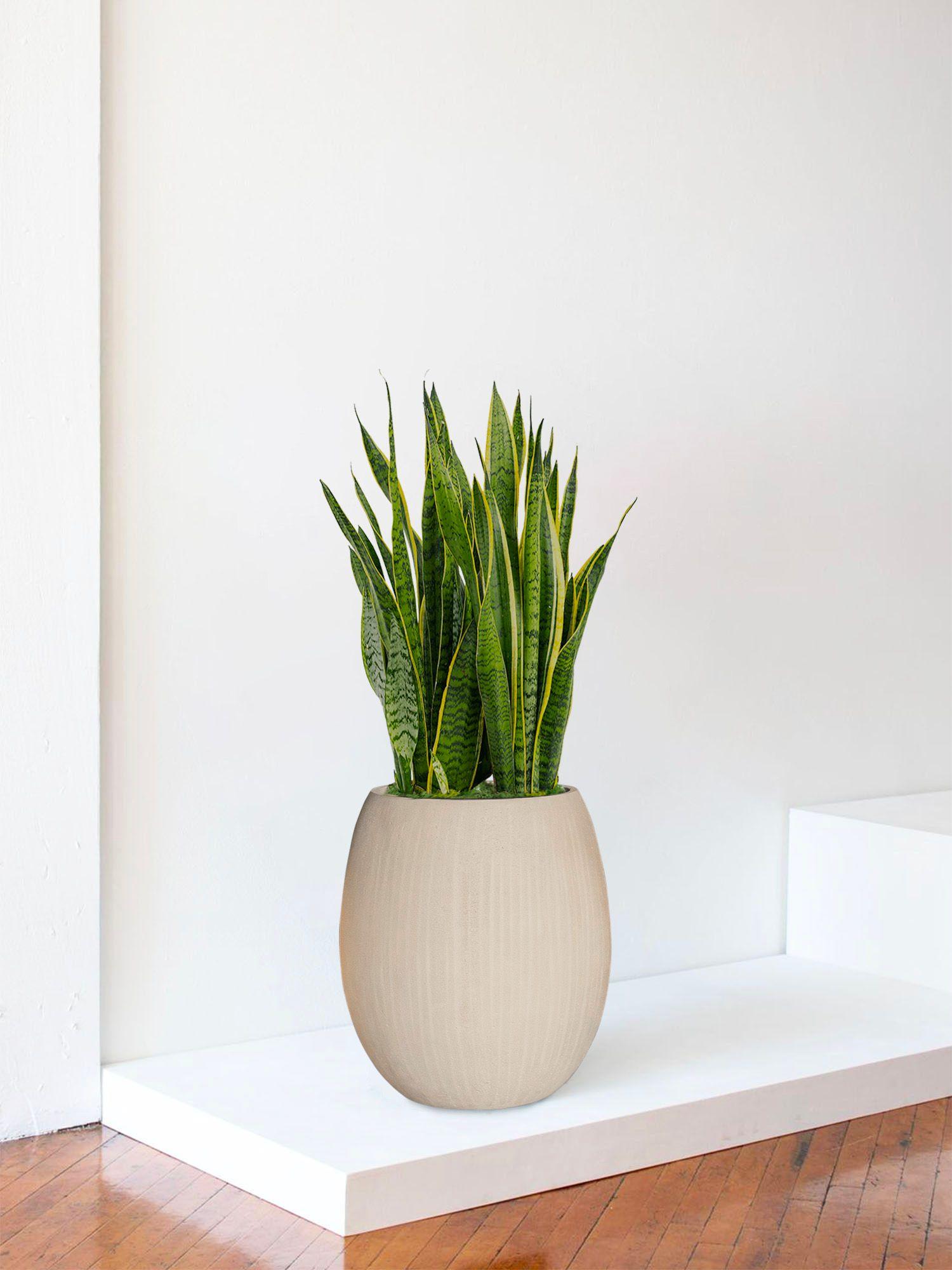 Sansevieria Laurentii
