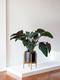 Philodendron Red Beauty