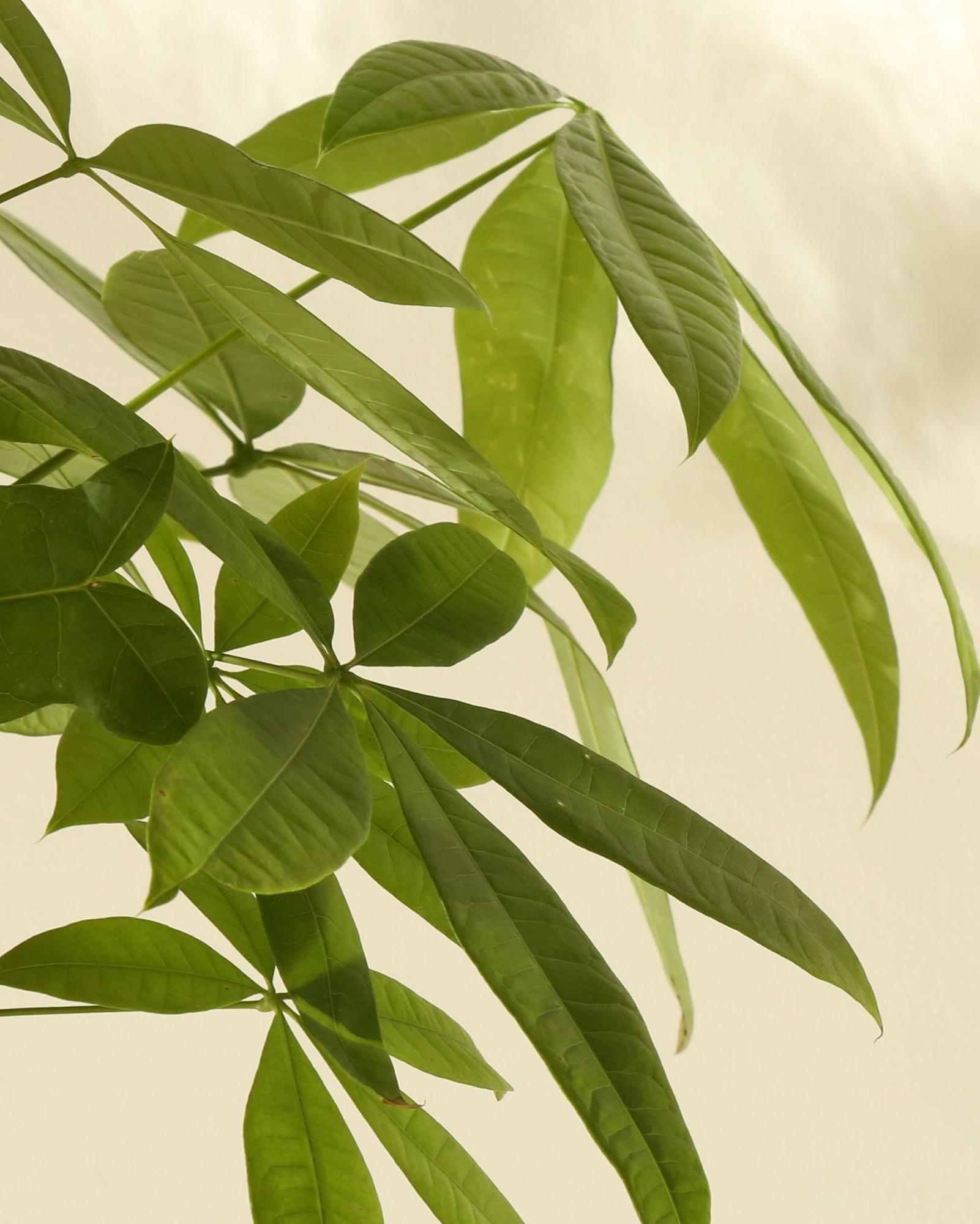 Braided Money Tree