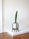 Jade Cactus