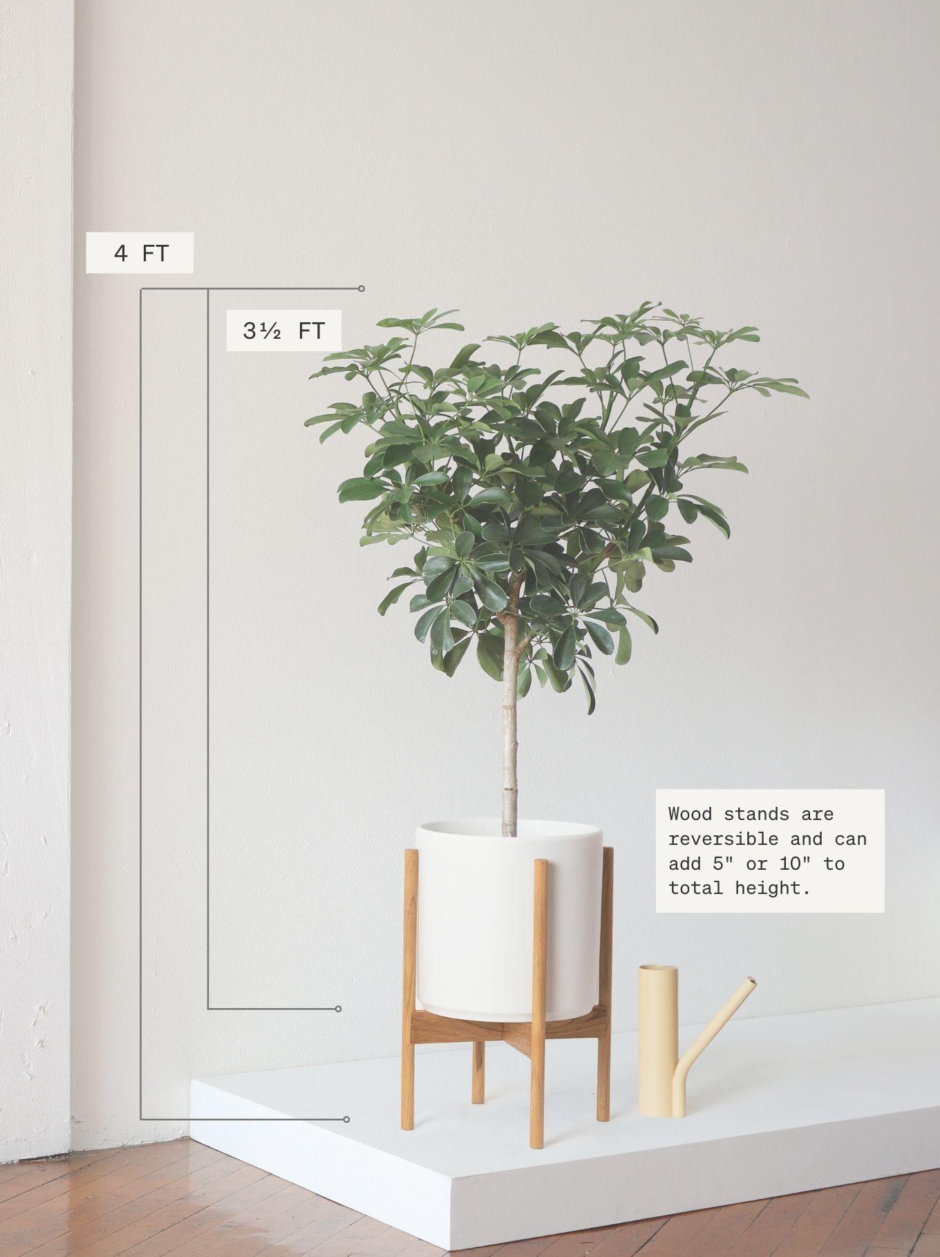 Schefflera Tree