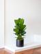 Ficus Lyrata Buisson